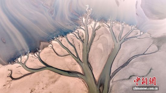 江西進賢:金溪湖現“大地之樹”景觀